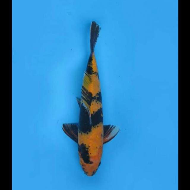 33cm - F1 Ki Utsuri Muda