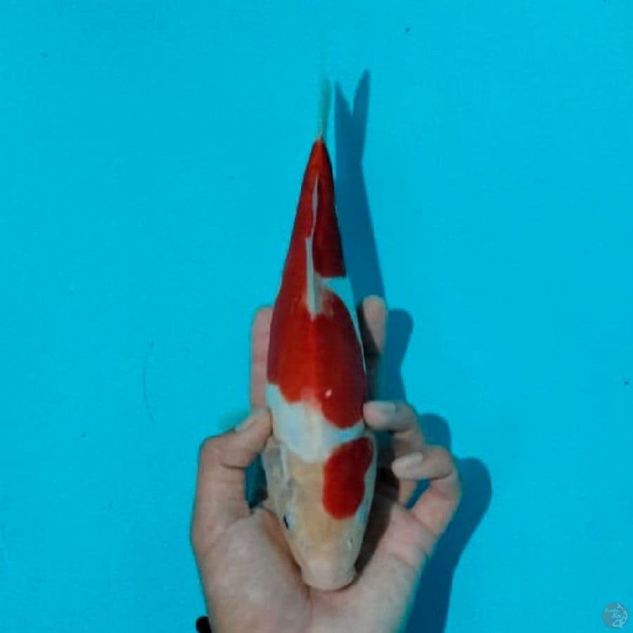 doitsu kohaku ,24cm