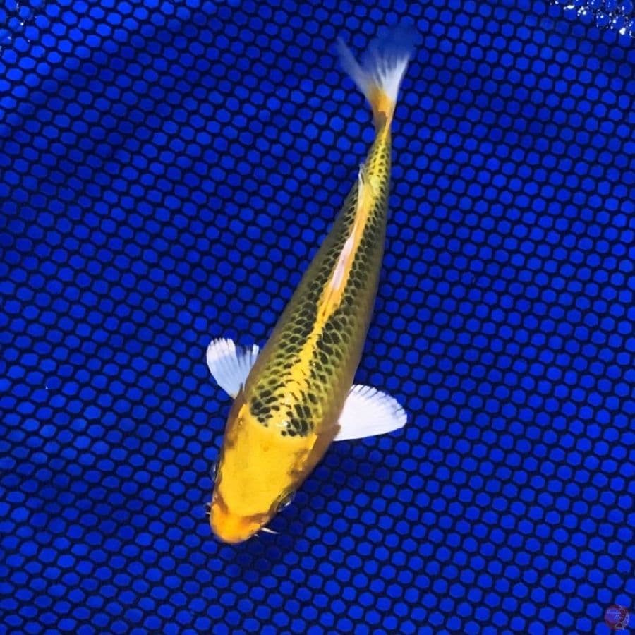 SQ kin matsuba 15cm