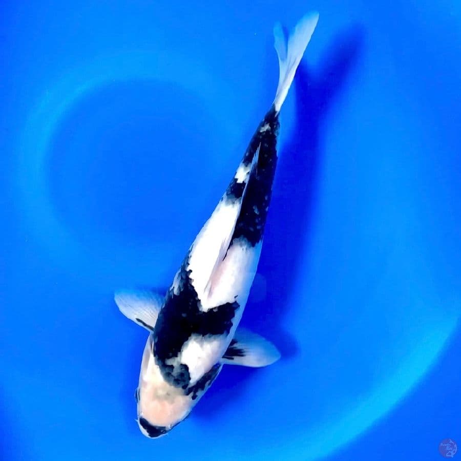 SHIRO 38cm