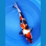 showa mama muda 47cm 