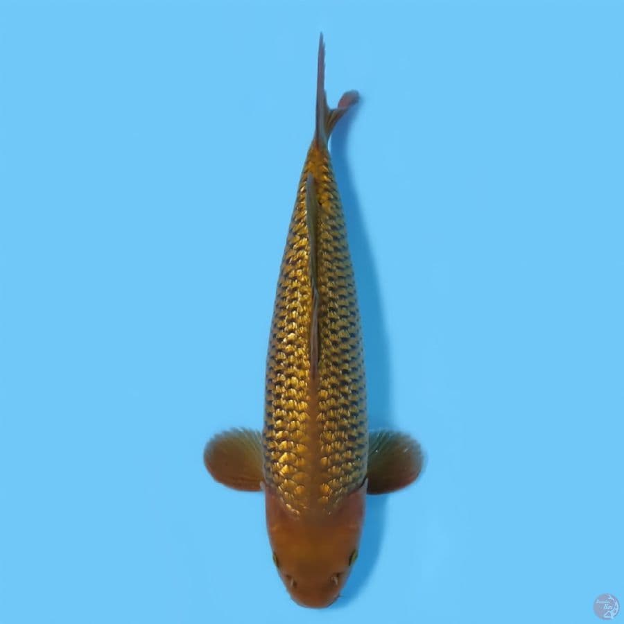 CAGOI GINRIN BAGUS HQ ~41CM/MALE~