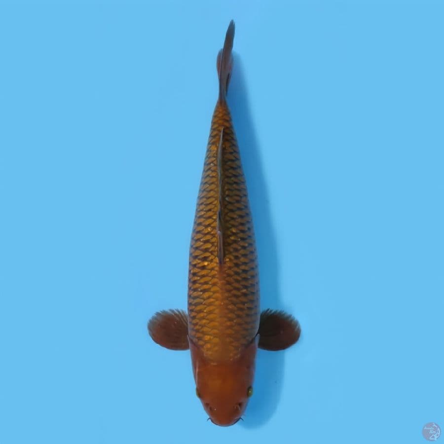 CAHOI RING BAGUS HQ ~43CM/MALE~