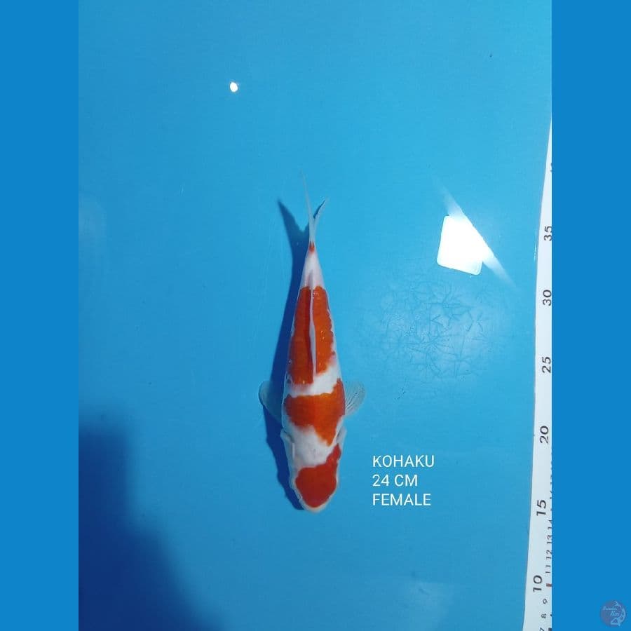 KOHAKU HQ -24 CM ORIGINAL