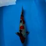 Showa 41cm