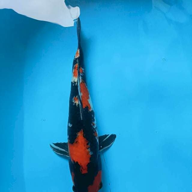 Showa 42cm