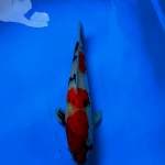 Showa 39cm