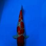 Kohaku ginrin 39cm
