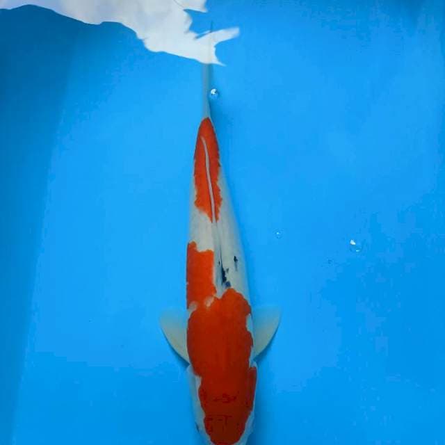 Sanke 40cm