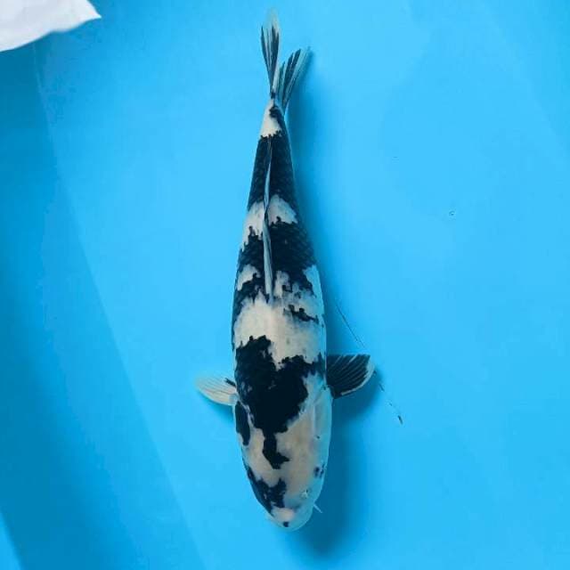 Shiro 39cm