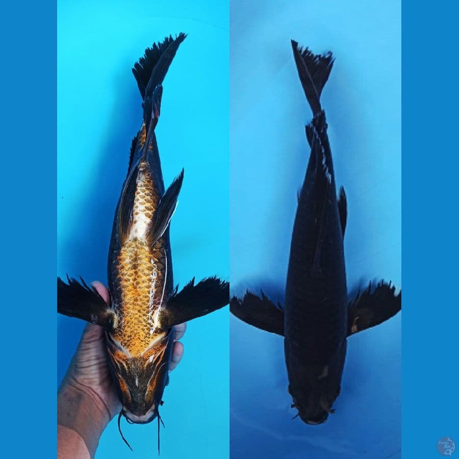 Kumpay karasu hitam tembus pankreas 40+cm