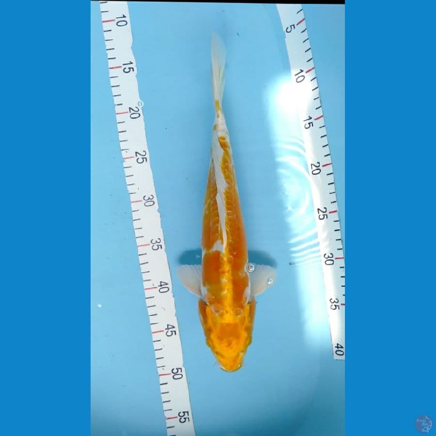 Kiko Kuning M 34cm