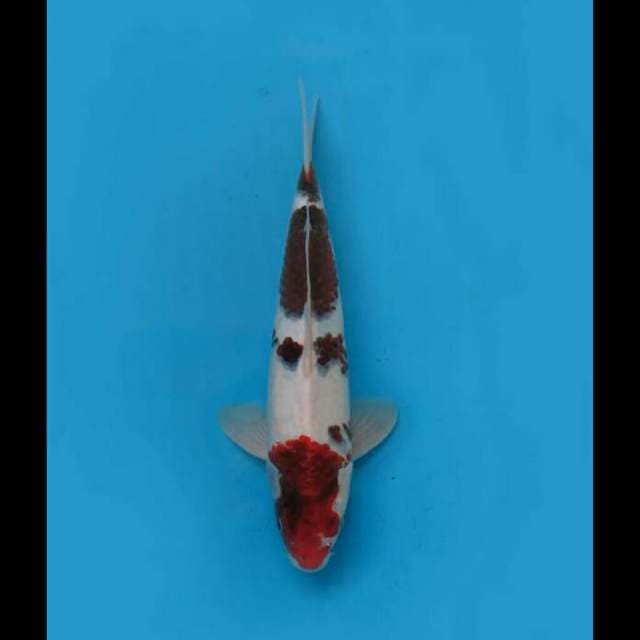 35cm - F1 Ai Goromo 