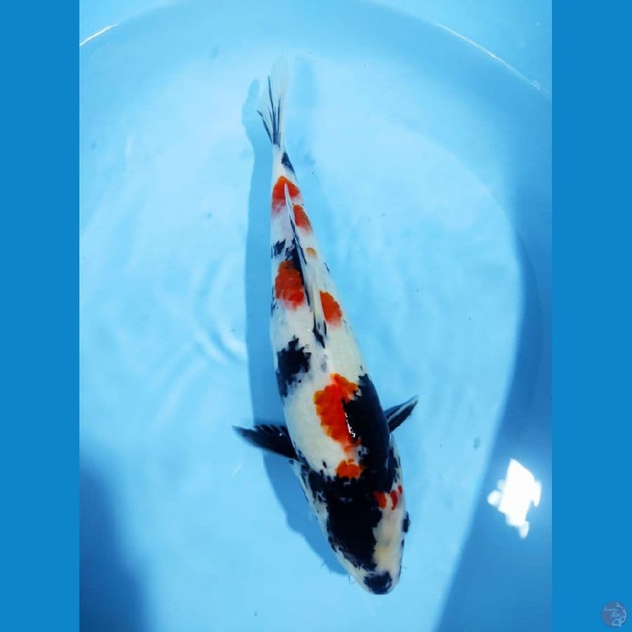 Kindai showa 36 cm