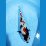 Kindai showa 36 cm