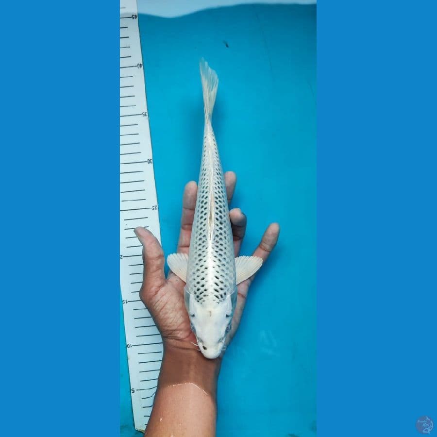 GIN MATSUBA ~ 28 CM