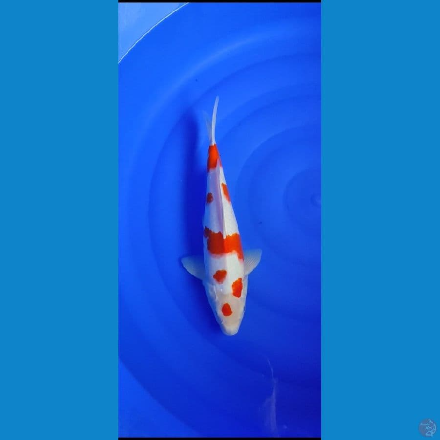 kohaku maruten.... 35cm