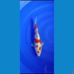 kohaku maruten.... 35cm