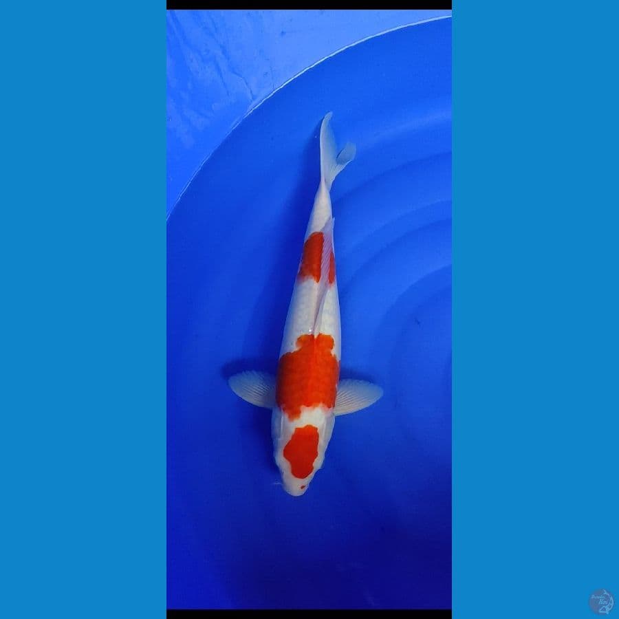 kohaku mruten.... 40cm