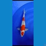 kohaku mruten.... 40cm