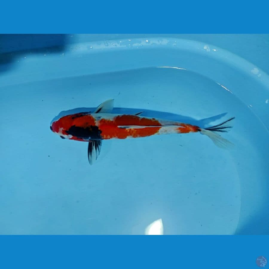Showa 33 Cm