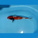 Showa 33 Cm