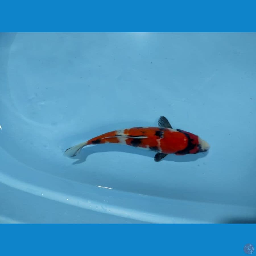 Showa 32 cm