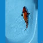 Showa 31 cm