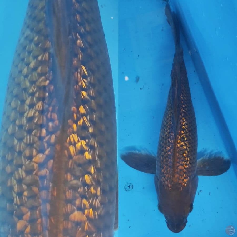 4. KUMPAY CHAGOI / 32 CM