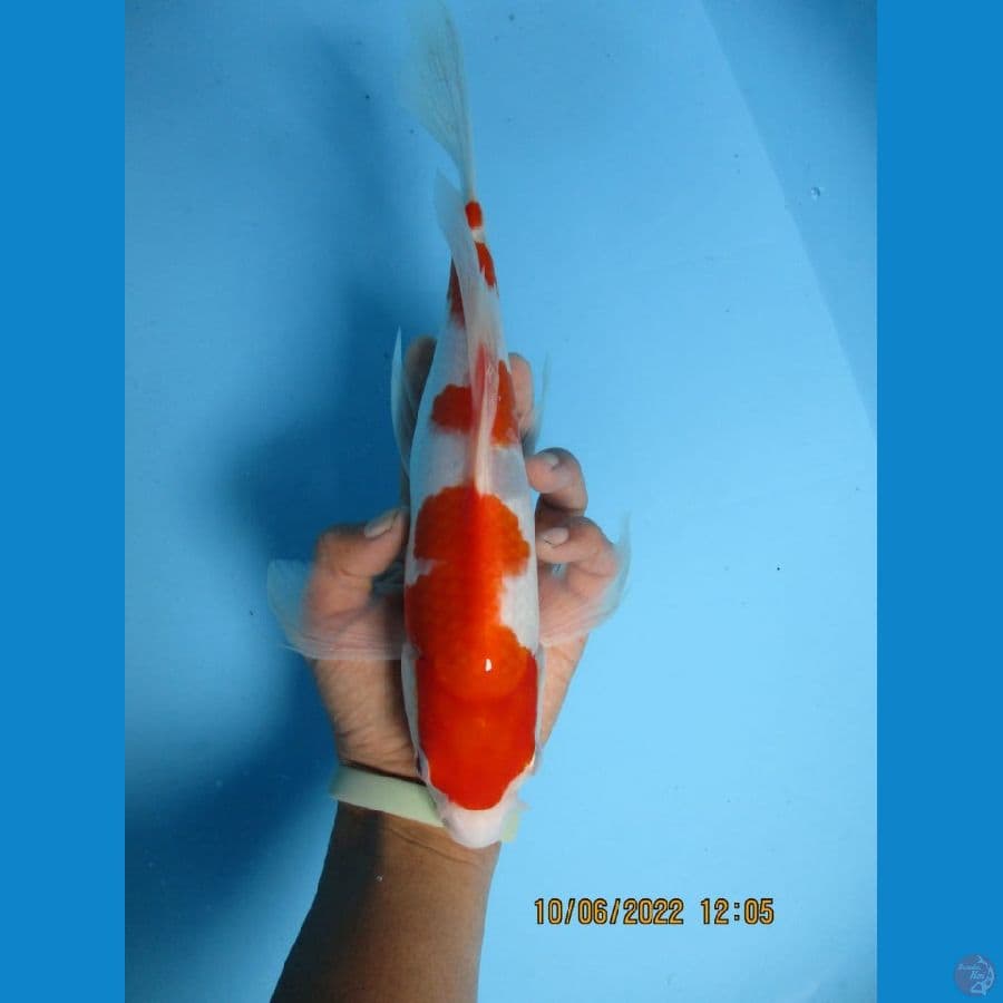 MKC KOI GRUB