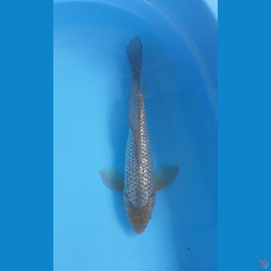 kumpay soragoi full ginrin 35 cm