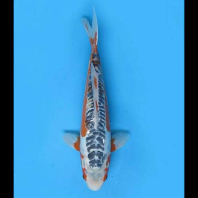 43cm - F1 Shusui Jumbo