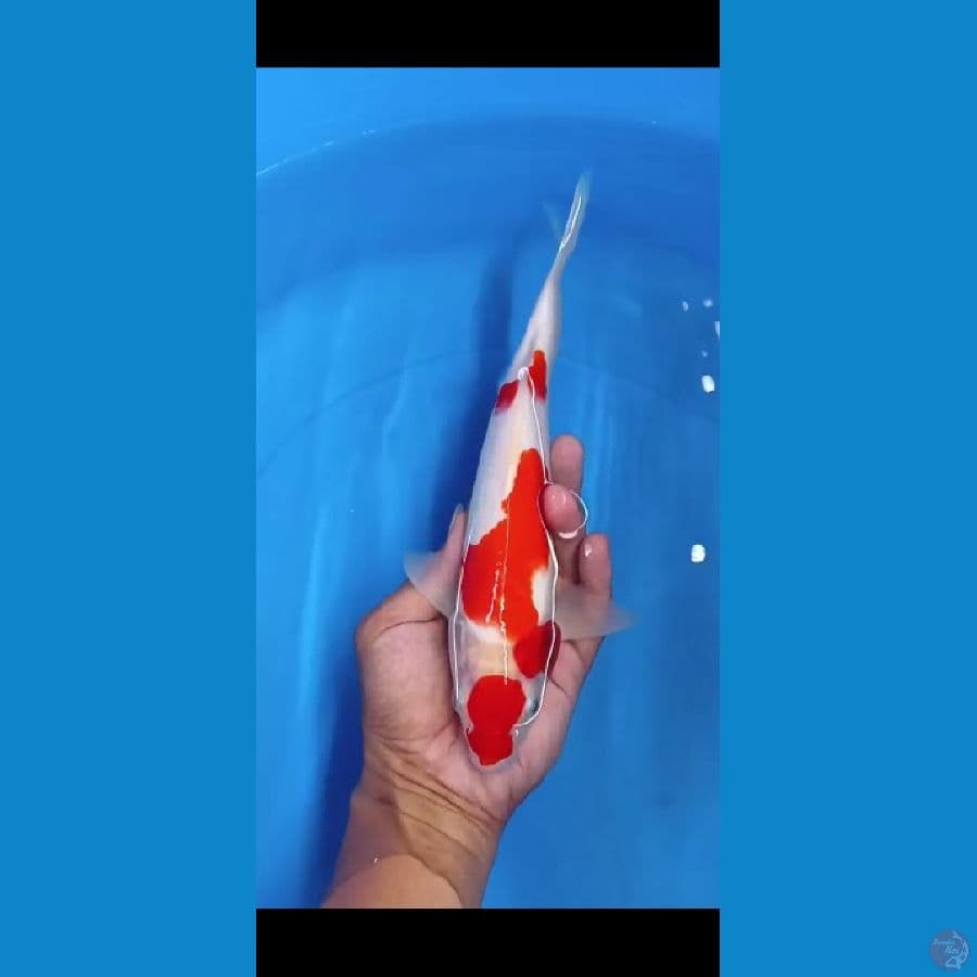 kohaku