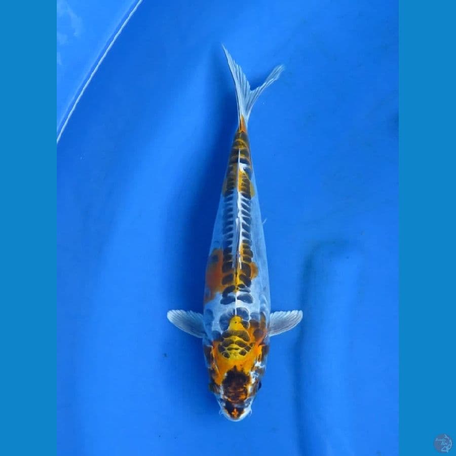 30cm -Benikiko