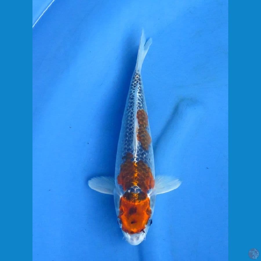 30cm - Goshiki