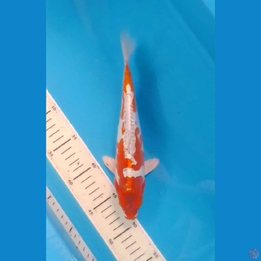 SQ Kawarimono 25cm