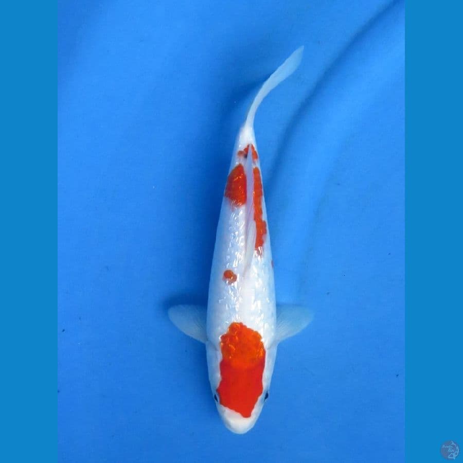 26cm - Koromo Ginrin