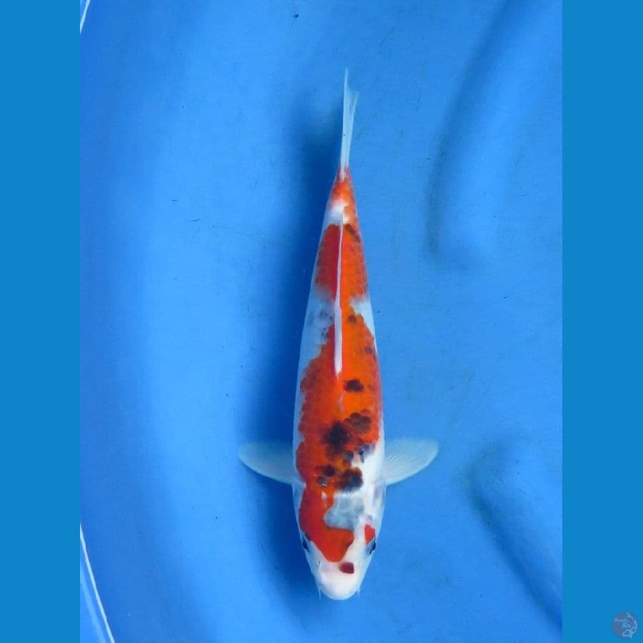 27cm - Goshiki Inazuma