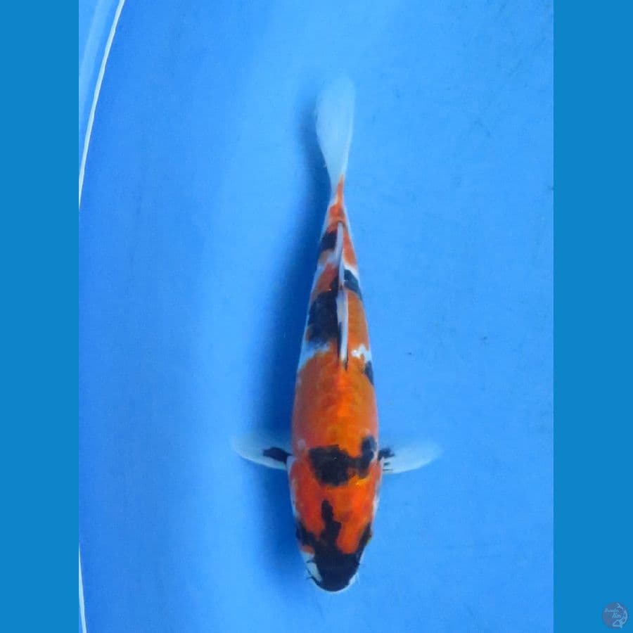 20cm - Showa Doitsu