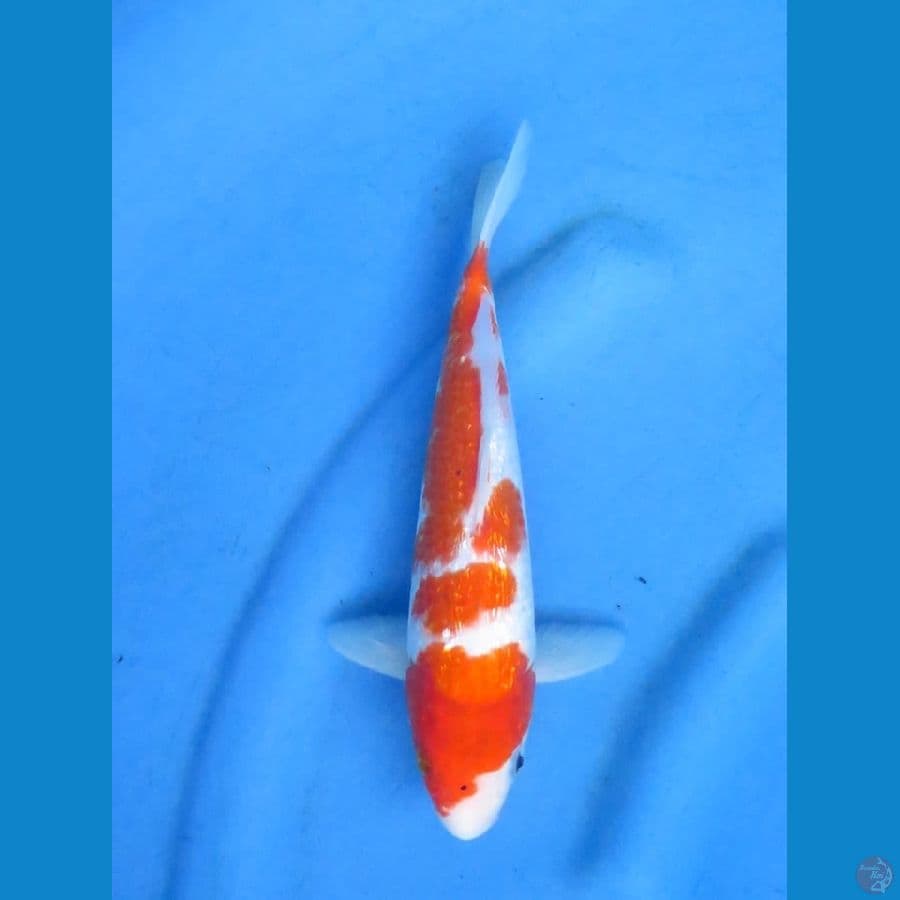 26cm - Koromo Ginrin