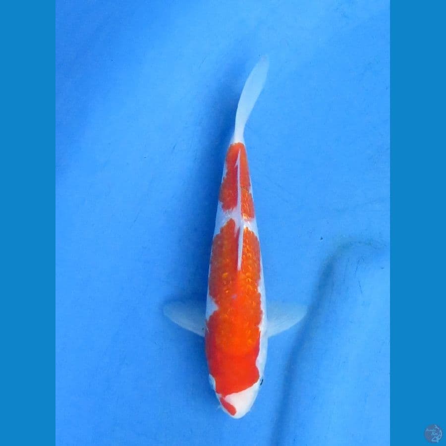 20cm - Kohaku Ginrin