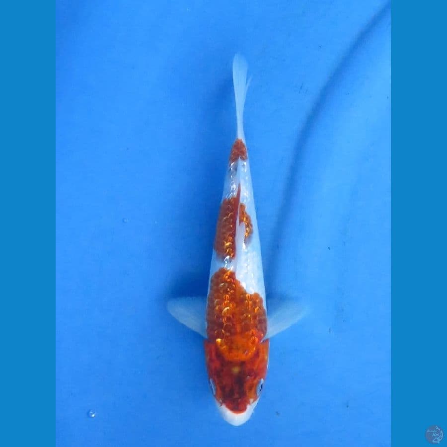 22cm - Budo Ginrin