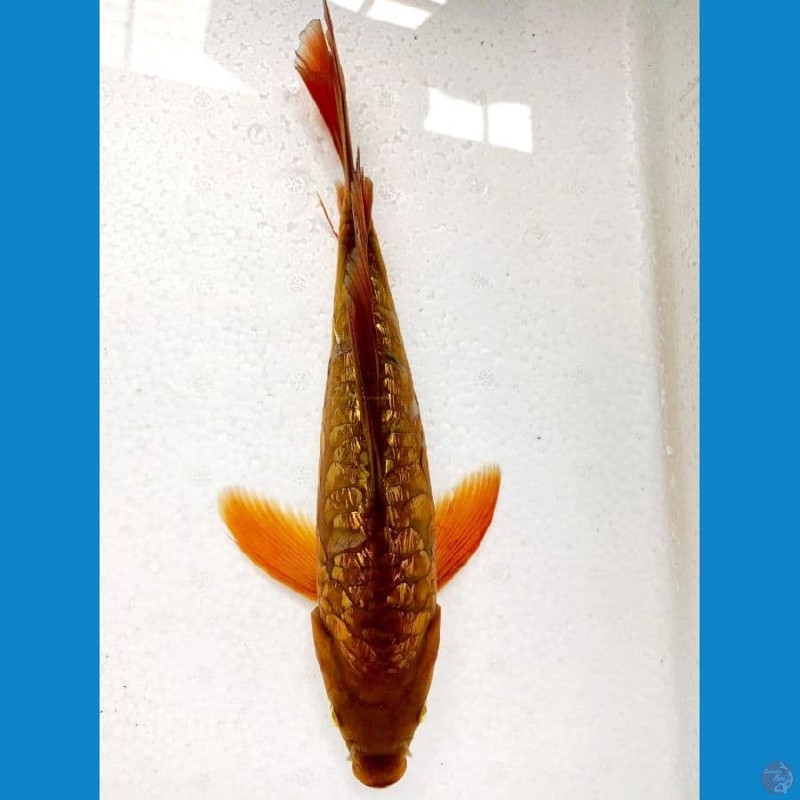 KUMPAY CAGOI TEMBAGA 30 CM