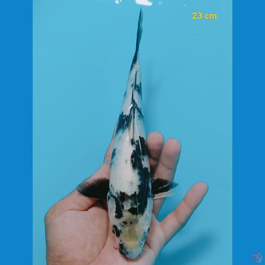 Shiro 23 cm