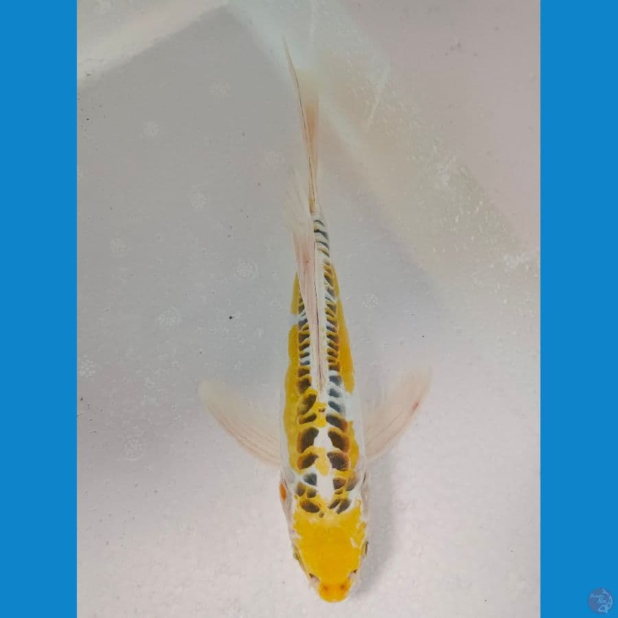KUMPAY KIKO 22 CM JOS
