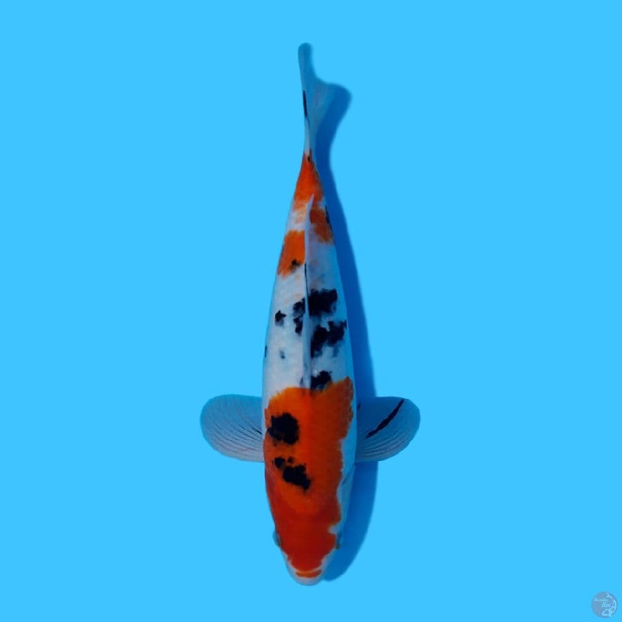 SANKE 33CM - FEMALE