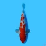 KOHAKU 33CM - FEMALE