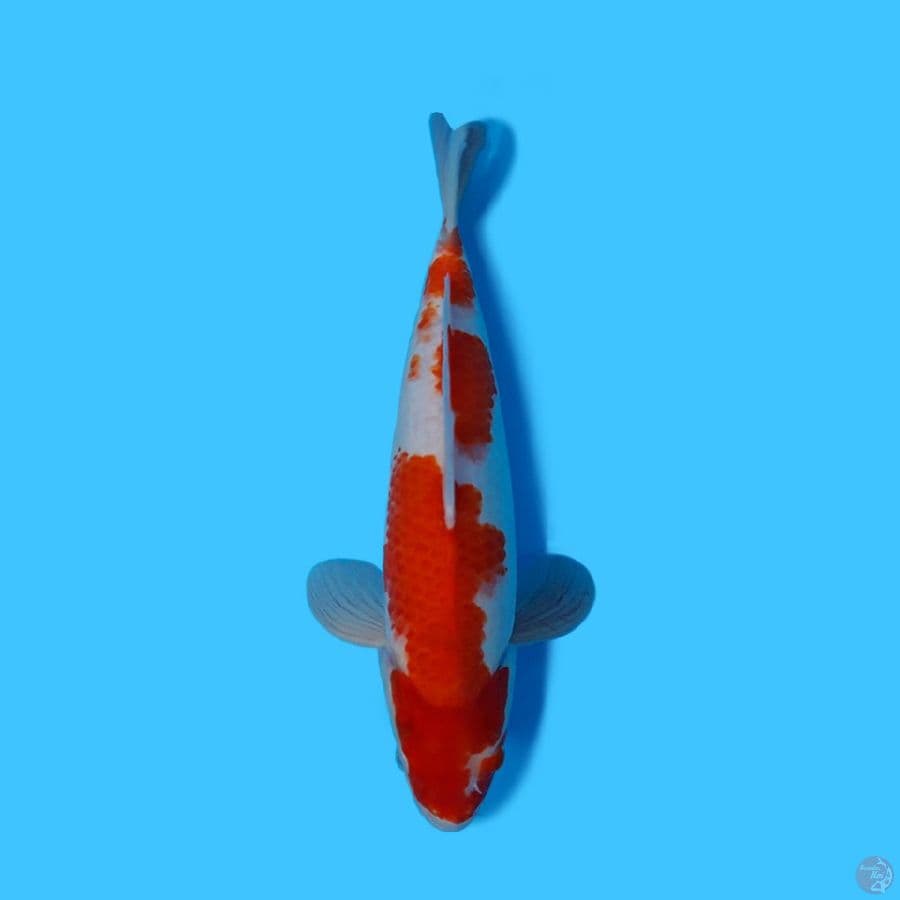 KOHAKU 35CM - FEMALE
