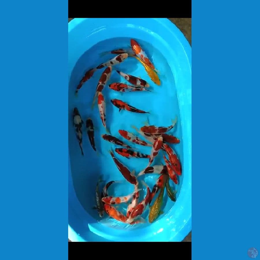 30 ekor ukuran 15-19 cm