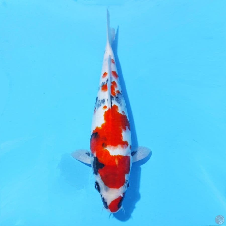 5. SHOWA 30 CM FEMALE